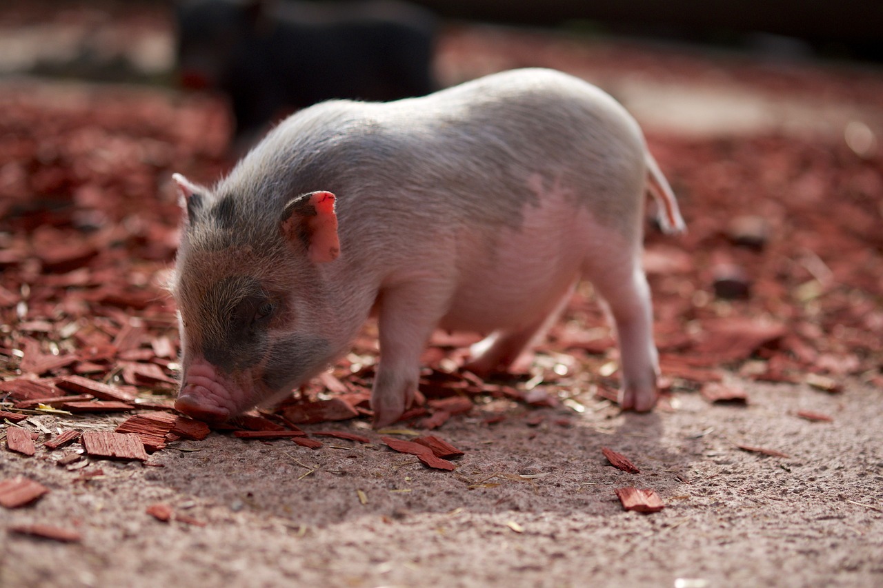 pig, piglet, piggy-1155658.jpg